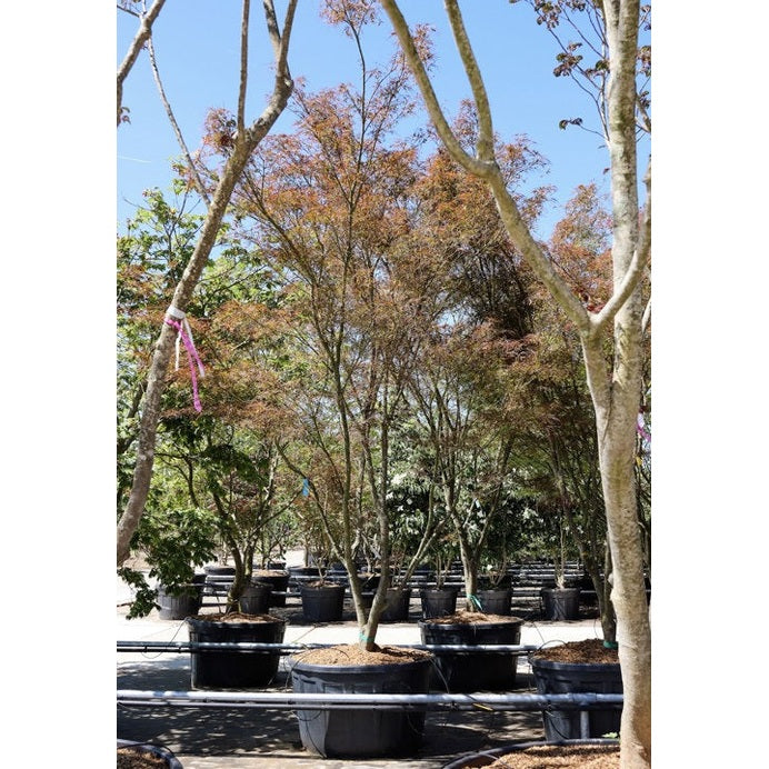 Japansk lönn - Acer palmatum 'Linearilobum' 300-350 MS CONT